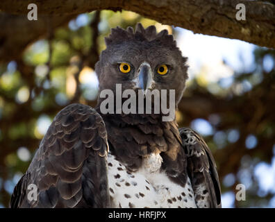 Aigle Martial Polemaetus bellicosus) (regarder l'objectif dans le Masai Mara Conservancy, une plus grande Mara, Kenya, Afrique Banque D'Images