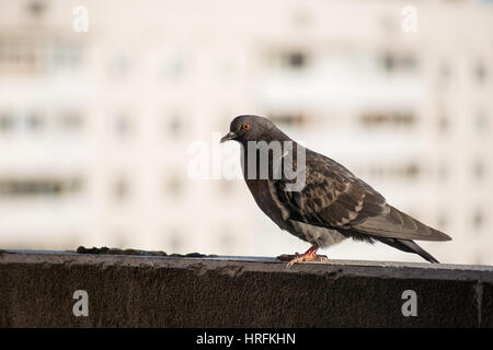 Fier pigeon gris sur un balcon sur l'arrière-plan flou green street. Banque D'Images