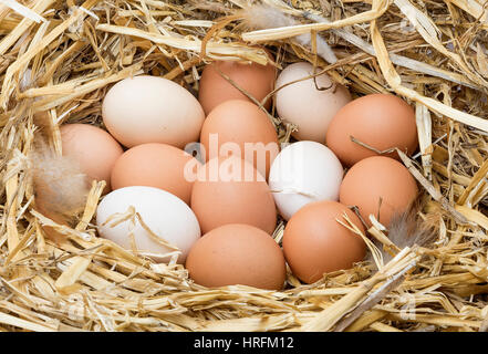 Grandes d'oeufs de poule dans un nid de paille. Banque D'Images