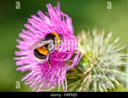 La collecte du pollen bourdon sur fleur rose Banque D'Images