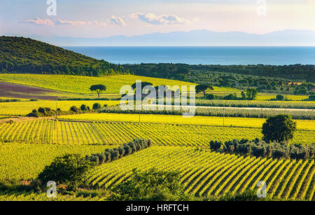 Bolgheri et Castagneto vignoble et de l'île d'Elbe sur l'arrière-plan. La Maremme Toscane, Italie, Europe. Banque D'Images