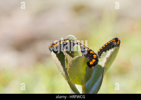 Mountain apollo Caterpillar Banque D'Images