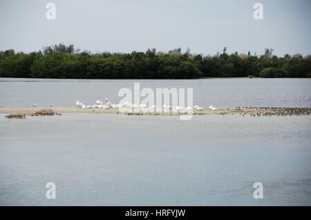 Ding Darling park sur l'île de Sanibel en Floride Banque D'Images