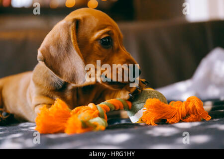 8 semaines bon brown dachshund puppy à jouer avec un jouet sur une couverture noire avec pattes imprimer. Banque D'Images