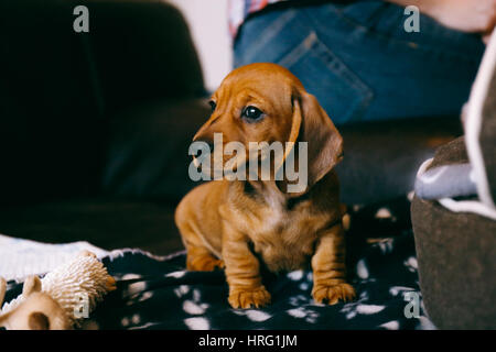8 semaines bon brown dachshund puppy assis sur un canapé en cuir brun sur une couverture noire avec pattes imprimer. Premier jour dans une nouvelle maison. Banque D'Images