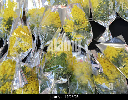 Bouquet de mimosas prêts à être donnés aux femmes pendant la journée de la femme Banque D'Images