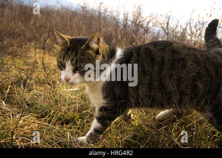 Photo de chat errant dans l'automne Banque D'Images