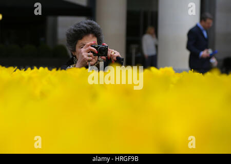 Paternoster Square, Londres, Royaume-Uni. 2 Mar 2017. 2 100 des jonquilles pour chaque infirmière qui s'occupe des malades en phase terminale ont été plantées dans un jardin de lumière pour marquer le travail de Marie Curie d'infirmières. L'installation à Paternoster Square à Londres jusqu'au 12 mars. Credit : Dinendra Haria/Alamy Live News Banque D'Images