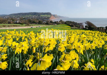 La ville de Sidmouth, Devon, UK. 2e Mar, 2017. Météo britannique. Les jonquilles en fleurs près de la South West Coast Path à la station balnéaire de Sidmouth dans le Devon sur une belle journée de printemps ensoleillée. Crédit photo : Graham Hunt/Alamy Live News Banque D'Images