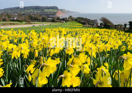 La ville de Sidmouth, Devon, UK. 2e Mar, 2017. Météo britannique. Les jonquilles en fleurs près de la South West Coast Path à la station balnéaire de Sidmouth dans le Devon sur une belle journée de printemps ensoleillée. Crédit photo : Graham Hunt/Alamy Live News Banque D'Images