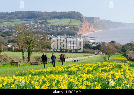 La ville de Sidmouth, Devon, UK. 2e Mar, 2017. Météo britannique. Les jonquilles en fleurs près de la South West Coast Path à la station balnéaire de Sidmouth dans le Devon sur une belle journée de printemps ensoleillée. Crédit photo : Graham Hunt/Alamy Live News Banque D'Images