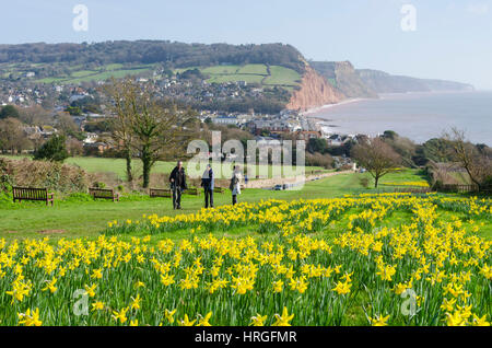 La ville de Sidmouth, Devon, UK. 2e Mar, 2017. Météo britannique. Les jonquilles en fleurs près de la South West Coast Path à la station balnéaire de Sidmouth dans le Devon sur une belle journée de printemps ensoleillée. Crédit photo : Graham Hunt/Alamy Live News Banque D'Images