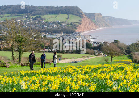 La ville de Sidmouth, Devon, UK. 2e Mar, 2017. Météo britannique. Les jonquilles en fleurs près de la South West Coast Path à la station balnéaire de Sidmouth dans le Devon sur une belle journée de printemps ensoleillée. Crédit photo : Graham Hunt/Alamy Live News Banque D'Images