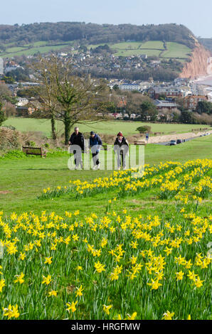 La ville de Sidmouth, Devon, UK. 2e Mar, 2017. Météo britannique. Les jonquilles en fleurs près de la South West Coast Path à la station balnéaire de Sidmouth dans le Devon sur une belle journée de printemps ensoleillée. Crédit photo : Graham Hunt/Alamy Live News Banque D'Images