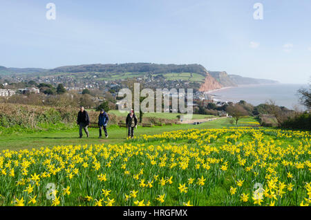 La ville de Sidmouth, Devon, UK. 2e Mar, 2017. Météo britannique. Les jonquilles en fleurs près de la South West Coast Path à la station balnéaire de Sidmouth dans le Devon sur une belle journée de printemps ensoleillée. Crédit photo : Graham Hunt/Alamy Live News Banque D'Images