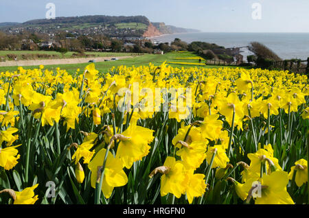 La ville de Sidmouth, Devon, UK. 2e Mar, 2017. Météo britannique. Les jonquilles en fleurs près de la South West Coast Path à la station balnéaire de Sidmouth dans le Devon sur une belle journée de printemps ensoleillée. Crédit photo : Graham Hunt/Alamy Live News Banque D'Images