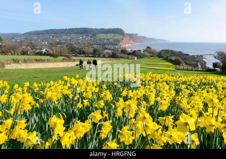 La ville de Sidmouth, Devon, UK. 2e Mar, 2017. Météo britannique. Les jonquilles en fleurs près de la South West Coast Path à la station balnéaire de Sidmouth dans le Devon sur une belle journée de printemps ensoleillée. Crédit photo : Graham Hunt/Alamy Live News Banque D'Images