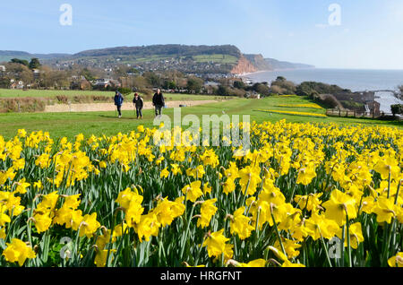 La ville de Sidmouth, Devon, UK. 2e Mar, 2017. Météo britannique. Les jonquilles en fleurs près de la South West Coast Path à la station balnéaire de Sidmouth dans le Devon sur une belle journée de printemps ensoleillée. Crédit photo : Graham Hunt/Alamy Live News Banque D'Images