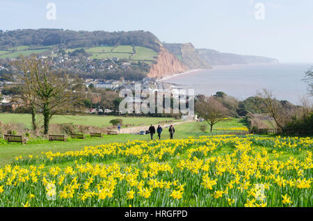 La ville de Sidmouth, Devon, UK. 2e Mar, 2017. Météo britannique. Les jonquilles en fleurs près de la South West Coast Path à la station balnéaire de Sidmouth dans le Devon sur une belle journée de printemps ensoleillée. Crédit photo : Graham Hunt/Alamy Live News Banque D'Images