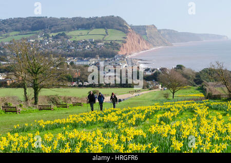 La ville de Sidmouth, Devon, UK. 2e Mar, 2017. Météo britannique. Les jonquilles en fleurs près de la South West Coast Path à la station balnéaire de Sidmouth dans le Devon sur une belle journée de printemps ensoleillée. Crédit photo : Graham Hunt/Alamy Live News Banque D'Images