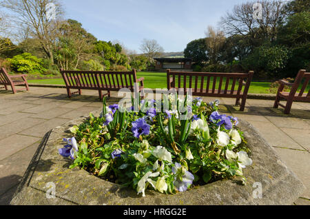 La ville de Sidmouth, Devon, UK. 2e Mar, 2017. Météo britannique. Fleurs en fleurs à Connaught Jardins sur une belle journée de printemps ensoleillée à la station balnéaire de Sidmouth dans le Devon. Crédit photo : Graham Hunt/Alamy Live News Banque D'Images