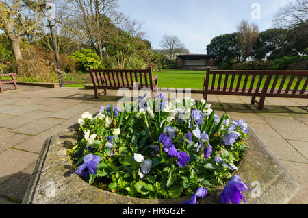 La ville de Sidmouth, Devon, UK. 2e Mar, 2017. Météo britannique. Fleurs en fleurs à Connaught Jardins sur une belle journée de printemps ensoleillée à la station balnéaire de Sidmouth dans le Devon. Crédit photo : Graham Hunt/Alamy Live News Banque D'Images