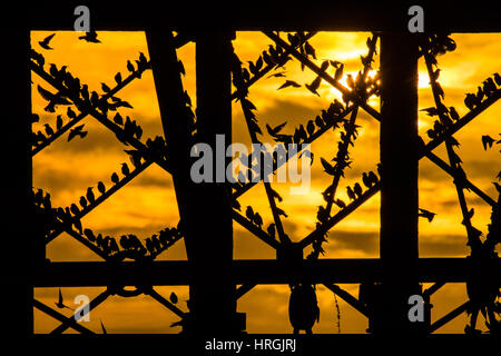 Aberystwyth, Pays de Galles, Royaume-Uni. 2e Mar, 2017. Météo France : Comme le soleil se couche à la fin d'une journée venteuse et joviale dans l'ouest du pays de Galles, des dizaines de milliers de minuscules étourneaux volent en foule à l'ensemble de la chaleur, et en toute sécurité pour se percher pour la nuit sur la fonte sous les jambes du Aberystwyth station victorienne pier en dépit d'être encore abondants à Aberystwyth, les oiseaux sont dans la société royale pour la protection des oiseaux 'list' des espèces en péril, avec leur nombre à travers le Royaume-Uni a diminué de plus de 60  % depuis les années 1970 Crédit photo : Keith Morris/Alamy Live News Banque D'Images