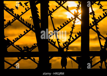 Aberystwyth, Pays de Galles, Royaume-Uni. 2e Mar, 2017. Météo France : Comme le soleil se couche à la fin d'une journée venteuse et joviale dans l'ouest du pays de Galles, des dizaines de milliers de minuscules étourneaux volent en foule à l'ensemble de la chaleur, et en toute sécurité pour se percher pour la nuit sur la fonte sous les jambes du Aberystwyth station victorienne pier en dépit d'être encore abondants à Aberystwyth, les oiseaux sont dans la société royale pour la protection des oiseaux 'list' des espèces en péril, avec leur nombre à travers le Royaume-Uni a diminué de plus de 60  % depuis les années 1970 Crédit photo : Keith Morris/Alamy Live News Banque D'Images