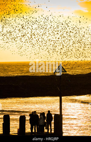 Aberystwyth, Pays de Galles, Royaume-Uni. 2e Mar, 2017. Météo France : Comme le soleil se couche à la fin d'une journée venteuse et joviale dans l'ouest du pays de Galles, les gens se rassemblent pour regarder comme des dizaines de milliers de minuscules étourneaux volent en foule à l'ensemble de la chaleur, et en toute sécurité pour se percher pour la nuit sur la fonte sous les jambes du Aberystwyth station victorienne pier en dépit d'être encore abondants à Aberystwyth, les oiseaux sont dans la société royale pour la protection des oiseaux 'list' des espèces en péril, avec leur nombre à travers le Royaume-Uni a diminué de plus de 60  % depuis les années 1970 Crédit photo : Keith Morris/Alamy Live News Banque D'Images