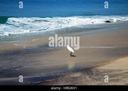 Oiseaux typiques de l'Inde au biotope typique 13. Rivage des aigrettes garzettes (Egretta garzetta) et chevalier Aboyeur Tringa nebularia (Bengale occidental) sur Bay Shore Banque D'Images