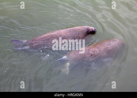 Deux des morses de l'Atlantique (Odobenus rosmarus rosmarus) dans les eaux peu profondes jusqu'à la taille, dans l'eau de mer de Barents Banque D'Images