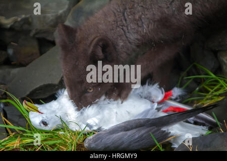 Du vrai tueur et predator (en colère ou effrayé-nerveusement des yeux). Blue Fox ronger mouette, pris sur le Rookery. Aleutian-Commander Islands Banque D'Images