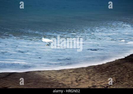 Oiseaux typiques de l'Inde au biotope typique 13. Rivage des aigrettes garzettes (Egretta garzetta) et chevalier Aboyeur Tringa nebularia (Bengale occidental) sur Bay Shore Banque D'Images