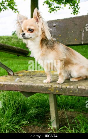 Petit Chihuahua Poil Long assis sur un banc de parc Banque D'Images