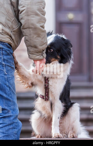 Photo d'un chien d'Elo en donnant à son maître de patte Banque D'Images