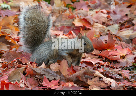 Fox est l'Écureuil, Bryant's Fox Écureuil roux (Sciurus niger), les feuilles d'automne, E USA Banque D'Images