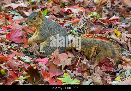 Fox est l'Écureuil, Bryant's Fox Écureuil roux (Sciurus niger), les feuilles d'automne, E USA Banque D'Images