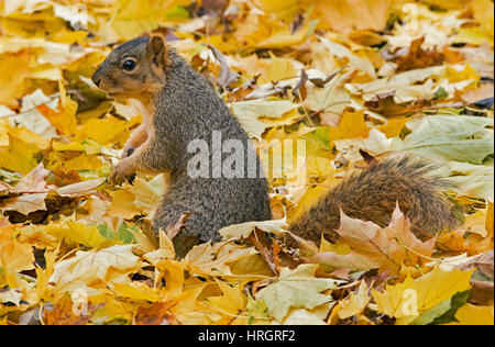 Fox est l'Écureuil, Bryant's Fox Écureuil roux (Sciurus niger), les feuilles d'automne, E USA Banque D'Images