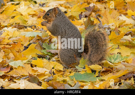 Fox est l'Écureuil, Bryant's Fox Écureuil roux (Sciurus niger), les feuilles d'automne, E USA Banque D'Images