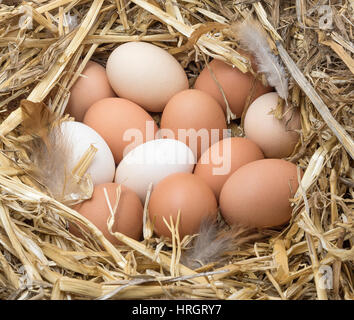 Les oeufs de poule brun et blanc avec des plumes dans un nid de paille. Banque D'Images