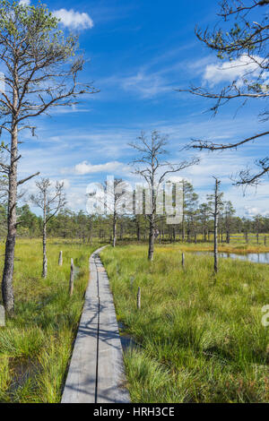 Les bogs Viru au parc national de Lahemaa Banque D'Images