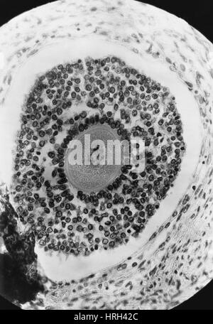 Ovule humain, LM Banque D'Images