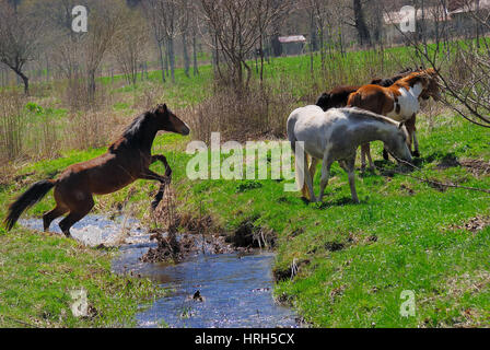Le pâturage des chevaux sur le plateau du Matese, Campanie, Italie. Banque D'Images