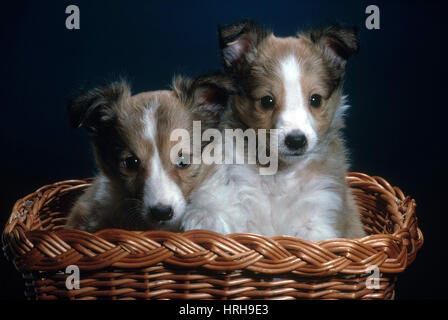 Chiots Shetland Banque D'Images