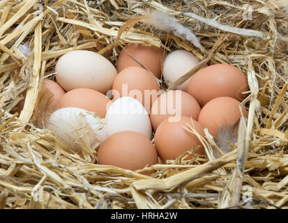 Free Range chickens oeufs dans un nid de paille. Banque D'Images