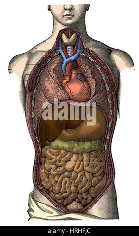 La dissection du Thorax et Abdomen Banque D'Images