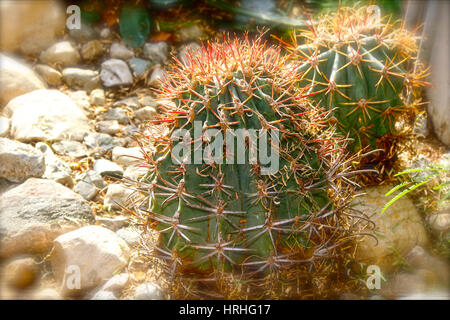 Cactus du désert, Fleurs de rose, des fleurs roses Banque D'Images