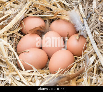 Faire revenir le poulet oeufs dans un nid de paille. Banque D'Images