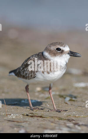 Pluvier de Wilson, Charadrius wilsonia, gris ou brun foncé sur le sable de la plage Banque D'Images