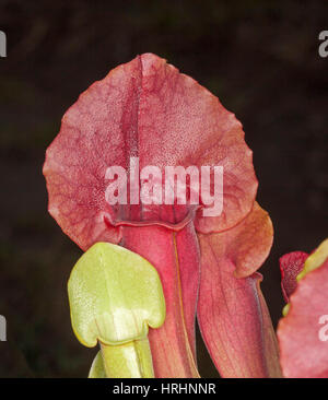 Sarracenia leucophylla, trompette insectivores sarracénie aux couleurs rouge profond pichets & petits plus jeunes vert clair sur fond sombre Banque D'Images